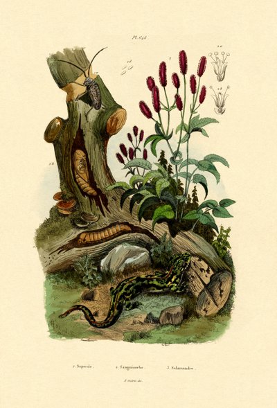 Salamander by French School